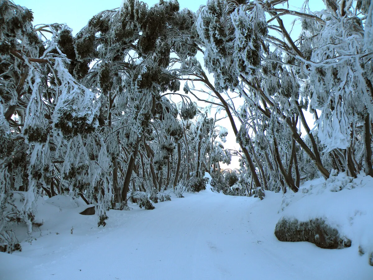Mount Baw Baw